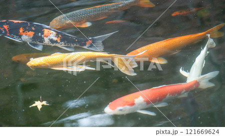 鯉 121669624