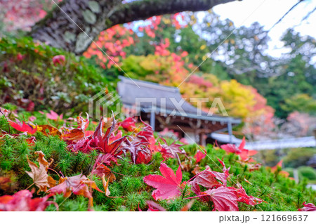 紅葉したモミジの落ち葉が美しい京都大原寂光院の境内 紅葉したモミジの落ち葉が美しい京都大原寂光院の境内 121669637