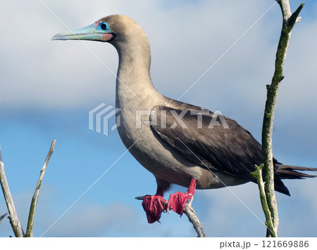 アカアシカツオドリ アカアシカツオドリ 121669886