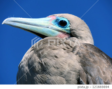 アカアシカツオドリ アカアシカツオドリ 121669894