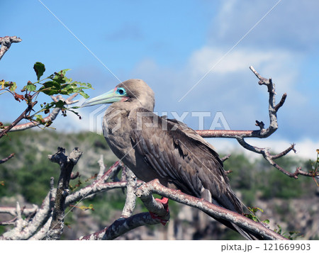 アカアシカツオドリ 121669903