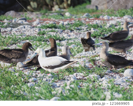 アカアシカツオドリ アカアシカツオドリ 121669905