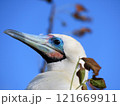 アカアシカツオドリ 121669911