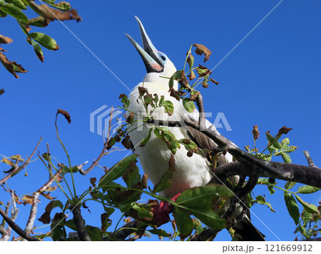 アカアシカツオドリ 121669912