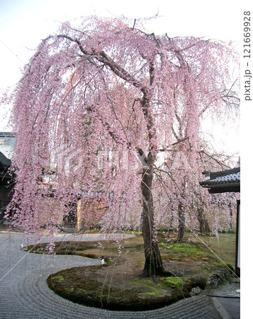 京都市の高台寺のしだれ桜 121669928