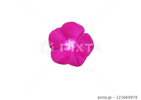 Madagascar Periwinkle Pink flower Madagascar Periwinkle Pink flower 121669978