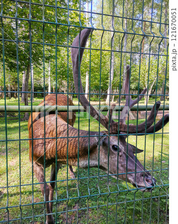 Male deer with big antlers in cage Male deer with big antlers in cage 121670051