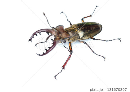 ミヤマクワガタの成虫（オス） 121670297