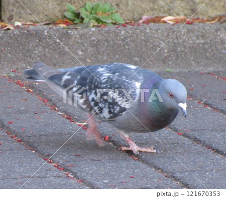 鳩がいる公園 鳩がいる公園 121670353