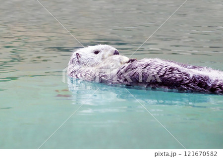 泳ぐラッコ　かわいい動物　絶滅危惧種　水に浮んでいるラッコ 121670582