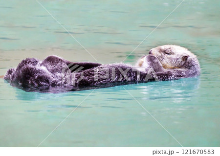 泳ぐラッコ かわいい動物 絶滅危惧種 水に浮んでいるラッコ 泳ぐラッコ かわいい動物 絶滅危惧種 水に浮んでいるラッコ 121670583