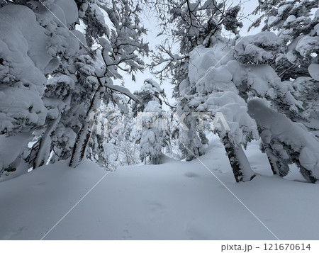 2024年12月の福島県のグランデコスノーリゾートの雪上徒歩ルート 121670614