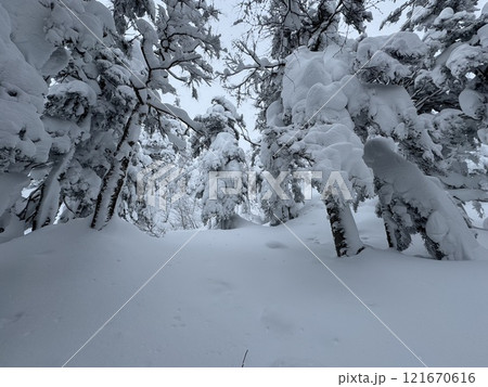 2024年12月の福島県のグランデコスノーリゾートの雪上徒歩ルート 121670616