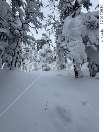2024年12月の福島県のグランデコスノーリゾートの雪上徒歩ルート 121670636