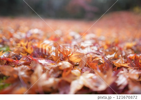 紅葉のじゅうたん 紅葉のじゅうたん 121670872