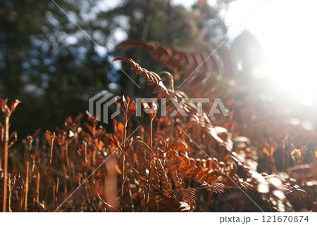 光と紅葉 光と紅葉 121670874