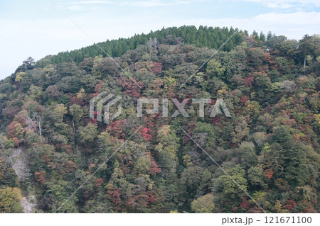 九重夢大吊橋 赤い葉 モミジの葉 121671100