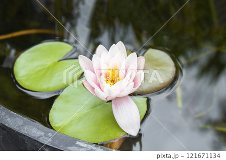 Beautiful pink water lily or lotus flower in the city pond 121671134