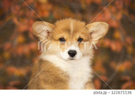 Portrait of a red-and-white corgi puppy against the background of a golden autumn tree in the park 121671136