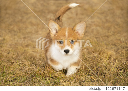 red corgi puppy runs through the dried yellow grass red corgi puppy runs through the dried yellow grass 121671147