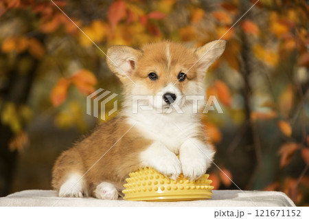A red-and-white corgi puppy lies on a fitball against the background of a golden autumn tree 121671152