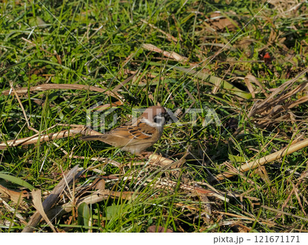 スズメ目スズメ科スズメ属　スズメ 121671171
