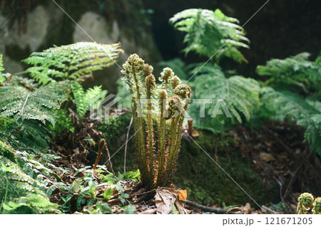 森の中で芽吹くシダ植物の新芽 森の中で芽吹くシダ植物の新芽 121671205