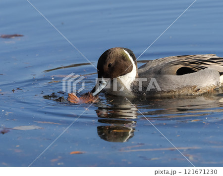 カモ目カモ科マガモ属　オナガガモ 121671230