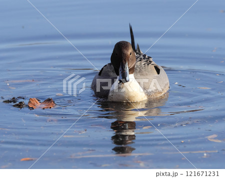 カモ目カモ科マガモ属　オナガガモ 121671231