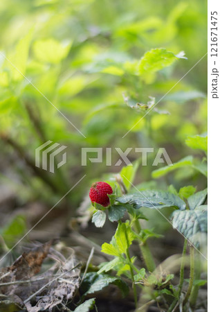 Ripe red berry of wild strawberry (potentilla hebiichigo) on the background of green leaves Ripe red berry of wild strawberry (potentilla hebiichigo) on the background of green leaves 121671475