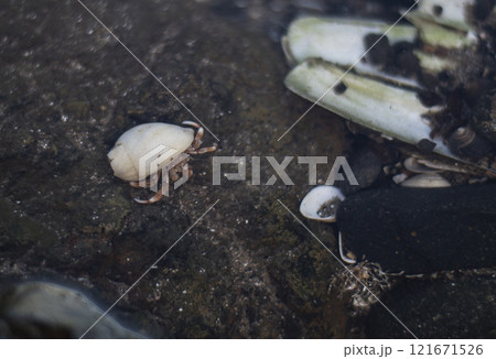 Hermit crab in the water Hermit crab in the water 121671526