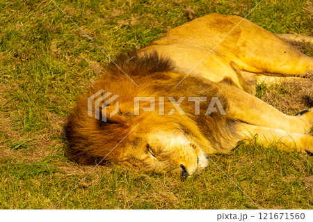 ライオンの写真 121671560