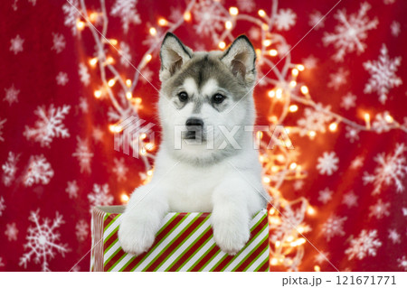 The puppy sits in a gift box. Photo on a Christmas background with garland lights The puppy sits in a gift box. Photo on a Christmas background with garland lights 121671771