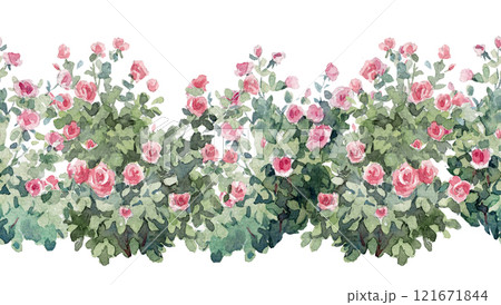 Rose bush illustration. Hand drawn watercolor illustration Ready clip art for your designs. 121671844