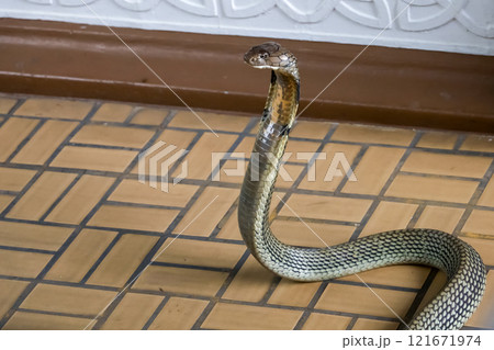 The big king cobra snake on floor The big king cobra snake on floor 121671974