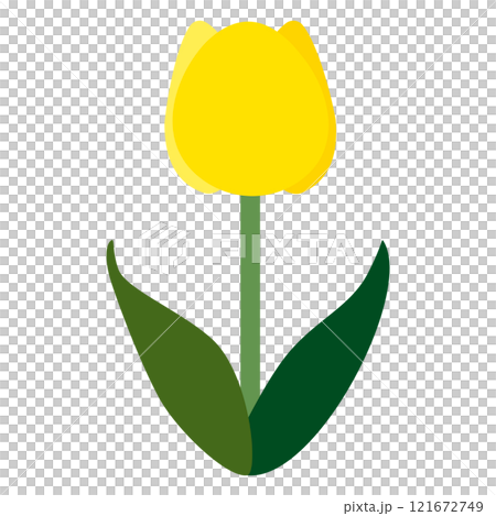 單一黃色鬱金香的簡單平面插圖，白色背景 121672749