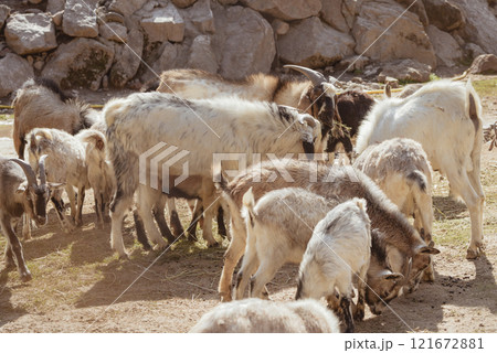 Feeding adorable goats in farm. Domestic animal 121672881
