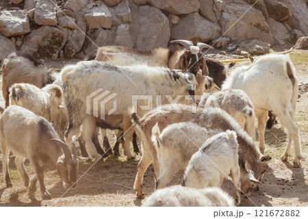 Feeding adorable goats in farm. Domestic animal 121672882