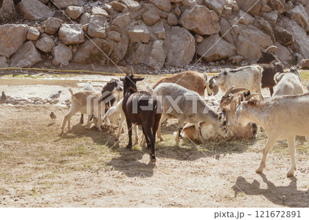 Feeding adorable goats in farm. Domestic animal 121672891