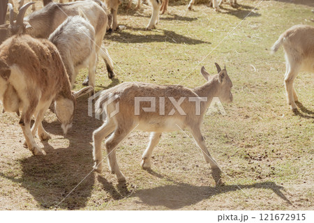 Adorable goat in farm. Domestic animal Adorable goat in farm. Domestic animal 121672915