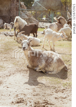 Adorable goat in farm. Domestic animal Adorable goat in farm. Domestic animal 121672921