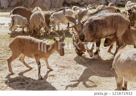 Feeding adorable goats in farm. Domestic animal Feeding adorable goats in farm. Domestic animal 121672932