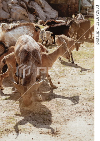 Feeding adorable goats in farm. Domestic animal Feeding adorable goats in farm. Domestic animal 121672933