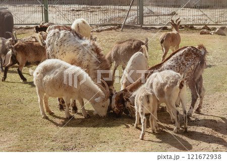 Feeding adorable goats in farm. Domestic animal 121672938