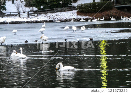 冬の風物詩　岩手県高松池の白鳥と水鳥達 121673223