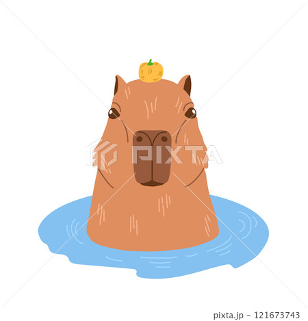 Adorable capybara with small orange fruit on its head relaxing in hot spring. It has peaceful face expression. Cute animal bathing. Vector illustration in flat cartoon style on white backdrop. 121673743