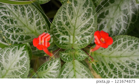 Vibrant flame violet or in latin episcia cupreata hook hanst red orange flower blooms amidst detailed green leaves, showcasing the stunning patterns of nature. Vibrant flame violet or in latin episcia cupreata hook hanst red orange flower blooms amidst detailed green leaves, showcasing the stunning patterns of nature. 121674875