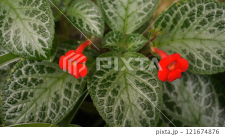 Vibrant flame violet or in latin episcia cupreata hook hanst red orange flower blooms amidst detailed green leaves, showcasing the stunning patterns of nature. Vibrant flame violet or in latin episcia cupreata hook hanst red orange flower blooms amidst detailed green leaves, showcasing the stunning patterns of nature. 121674876