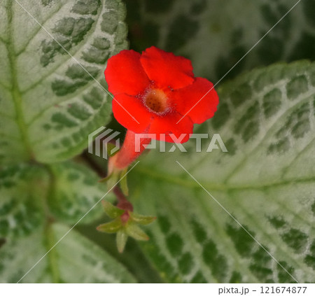 Vibrant flame violet or in latin episcia cupreata hook hanst red orange flower blooms amidst detailed green leaves, showcasing the stunning patterns of nature. Vibrant flame violet or in latin episcia cupreata hook hanst red orange flower blooms amidst detailed green leaves, showcasing the stunning patterns of nature. 121674877