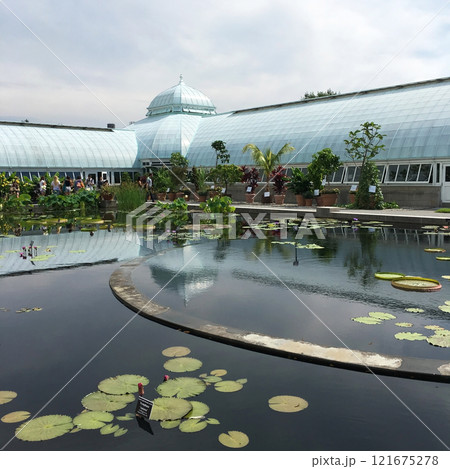 Water Lilly Pond at conservatory in New York Botanical Garden in the Bronx, NYC. 121675278